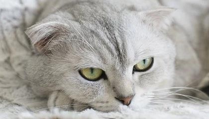 草莓视频使用心得整理:官方公告、更新日志与版本亮点整理,草莓视频轶件10