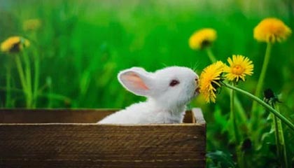 杏吧网页端从零开始：适合日常追更与休闲放松的使用方案